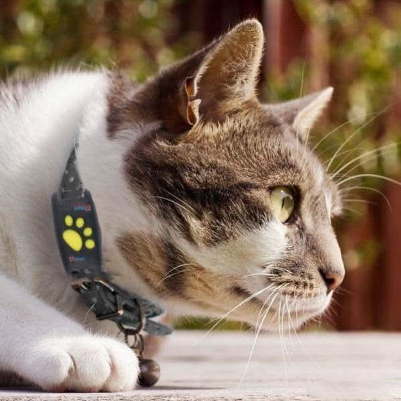 Collar GPS Para Mascotas Luxora – Ubicación En Tiempo Real, Diseño Ligero